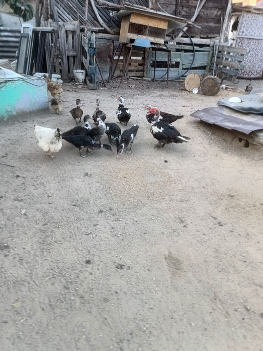 Vand rațe tinere