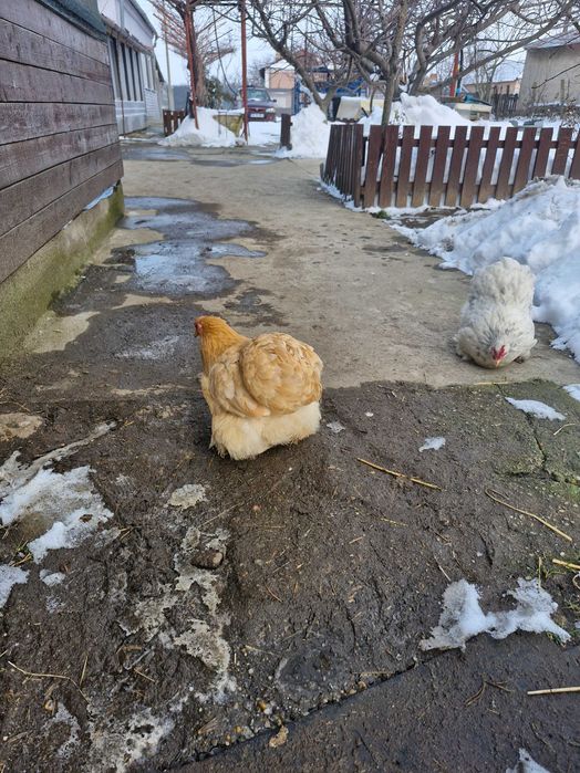 Ouă de incubat cochinchina pitic și uriaș