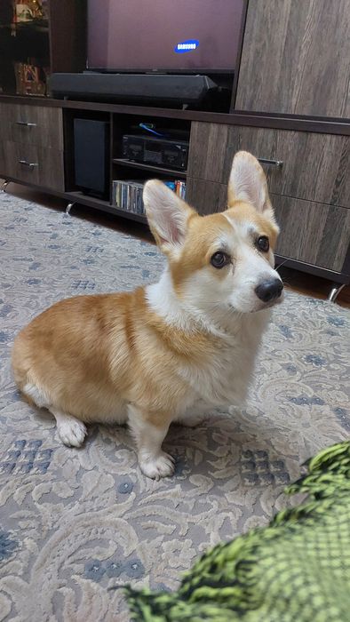 Кинолог ‐ дрессировка собак