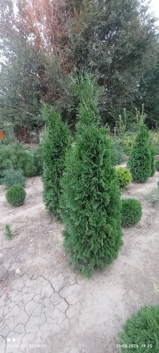 Продажа хвойных растений