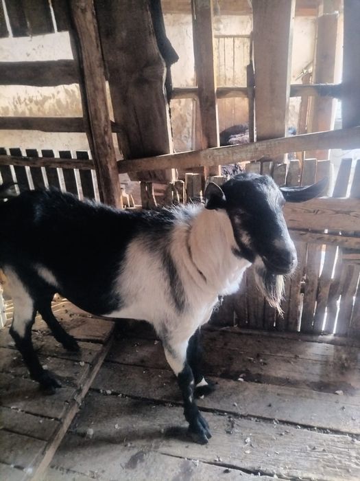 Альпи Пиякөк текесі