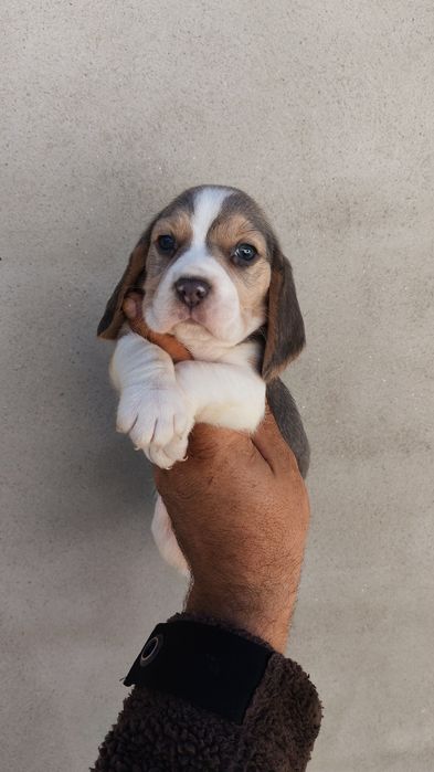 Fetița beagle tricolor blue