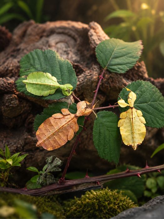 !Phyllium letiranti insecta frunza exotica crescuta in captivitate de la crescator autorizat europa nimfa adica pui de 1 luna durata viata 2 ani iasi