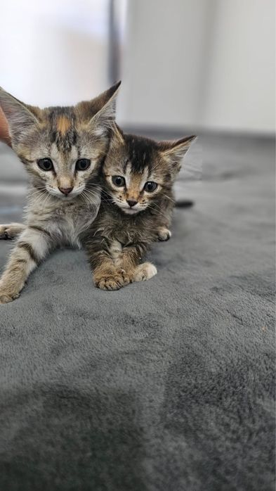 Отдаем симпатичных котят в добрые руки