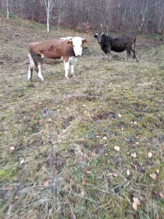 Vand doua vaci gestante 7600 lei /bucata