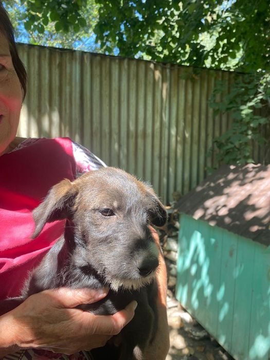 Замечательные щеночки