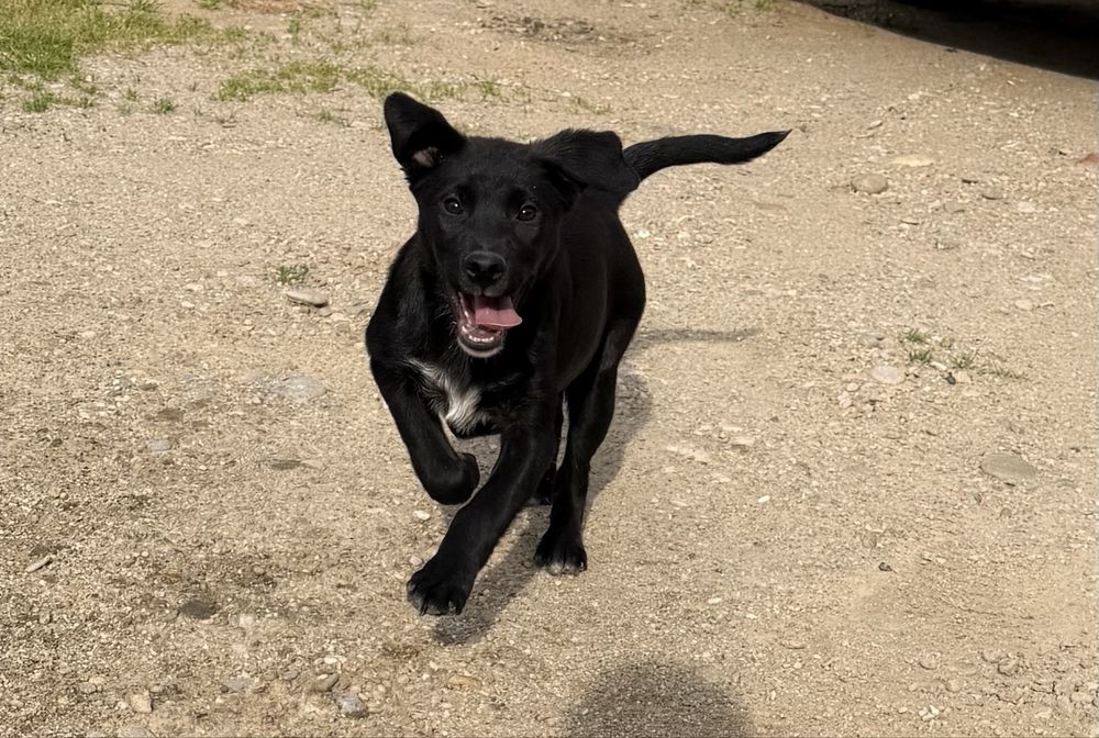 Cateluși spre adoptie