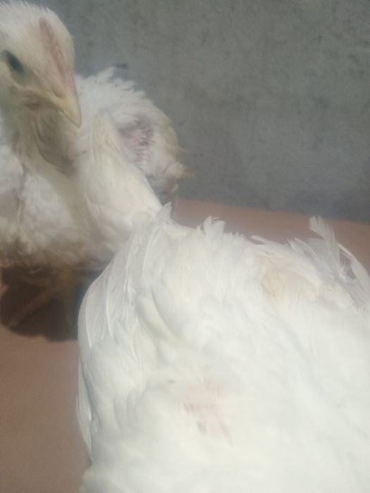 Pui de carne și rasa mixta