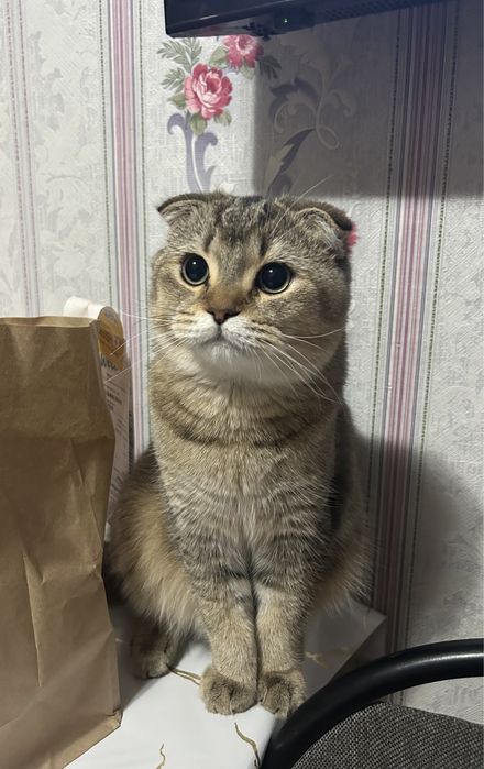 Вязка Шотландский вислоухий кот