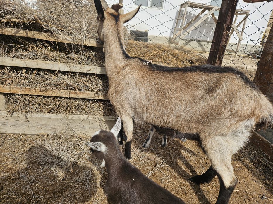Ешкы альпи нуби лактарымен