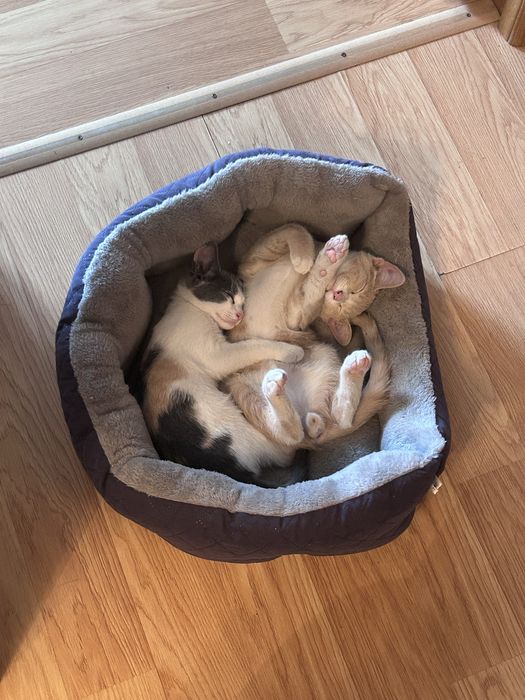 Ищу хозяина / хозяев для домашних котят