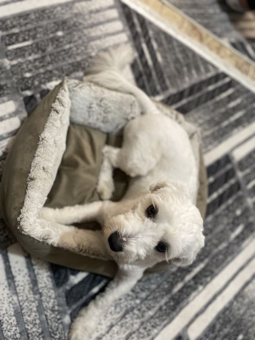 Bichon matlez talie mare