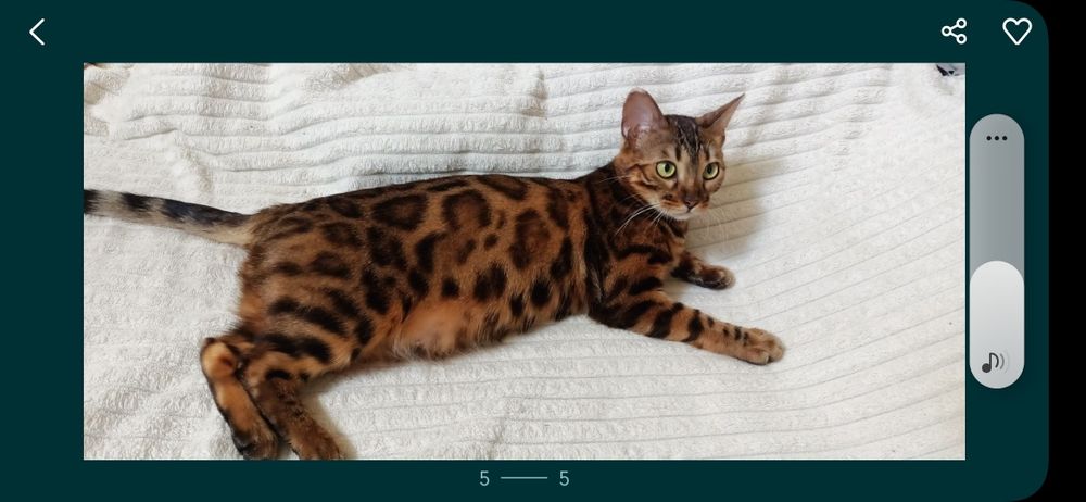 Продам Бенгал!!!