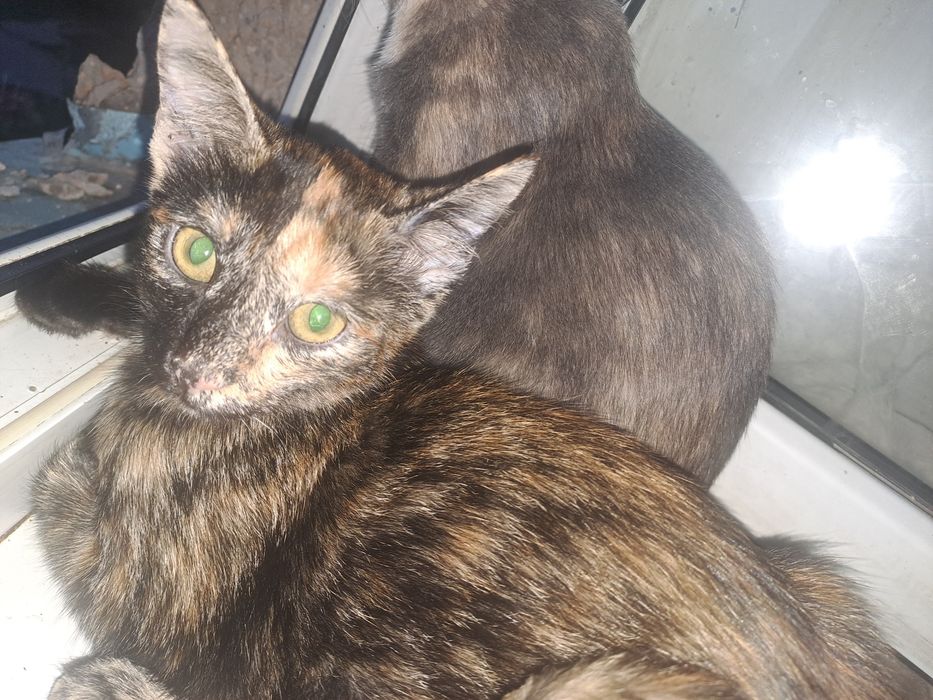 Отдам котят сиамский