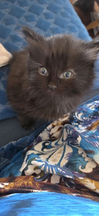 Котята ищут дом !!!