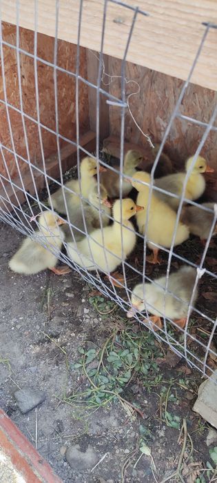 Продам маленьких гусят