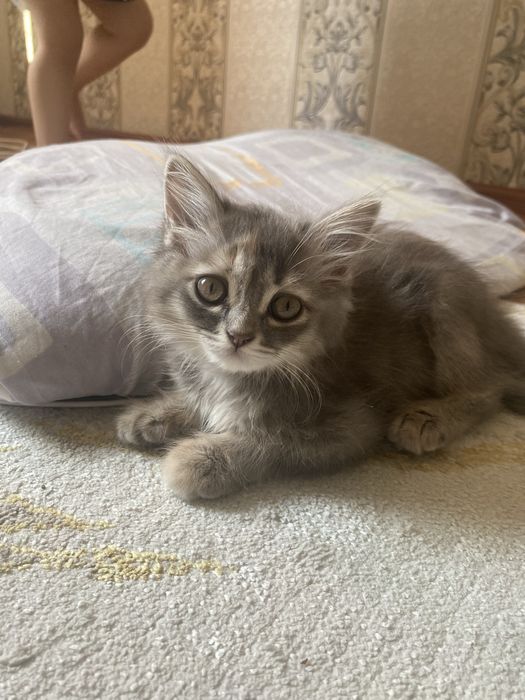 отдаем бесплатно котят