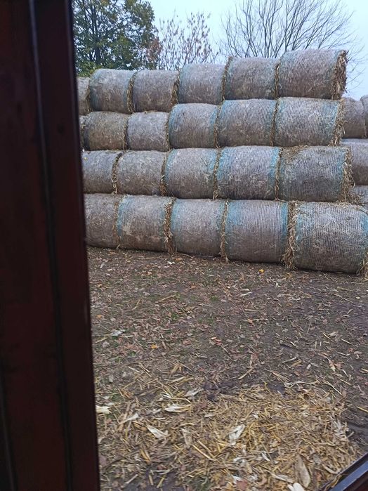 Vând baloti de tulei cu iarbă 200 de bucăți