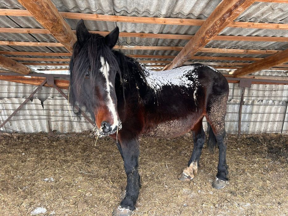 Продам кобылы тяжеловоз