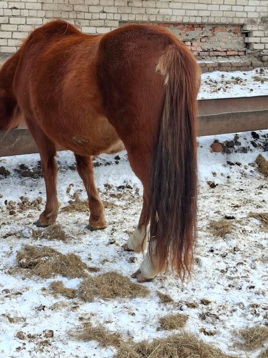 Продам кобыл жеребыж на племя