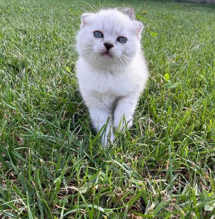 Котята красивые милые