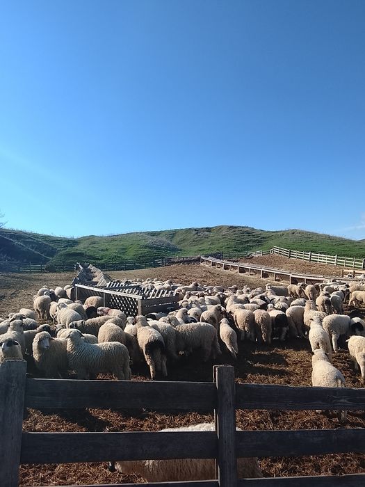 Vând 130 miei brezi