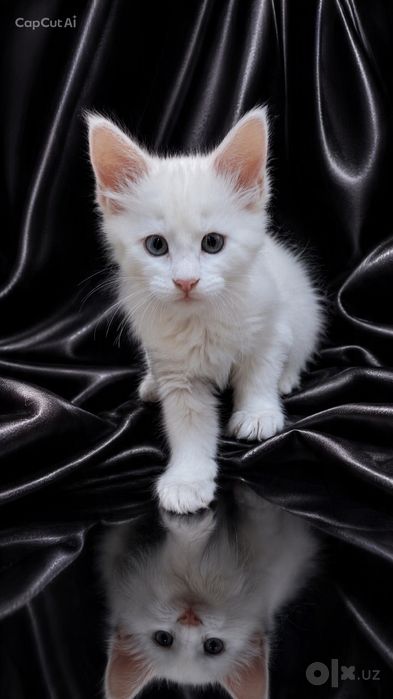 Котята породы Майн-кун