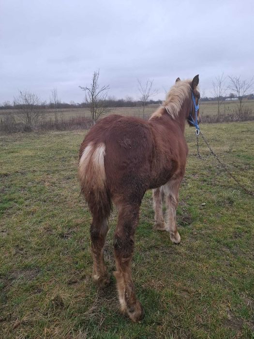 Vând mânz de 5 luni