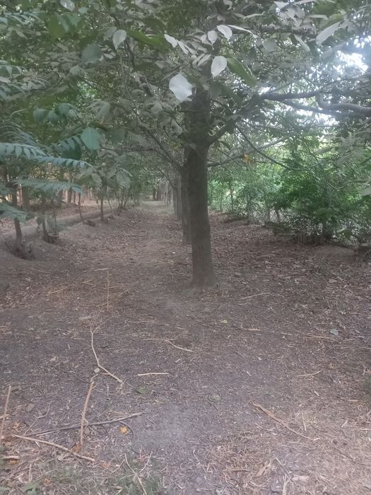 25-yillik yong'oq daraxtlari 30 dona Samarqand Jomboy