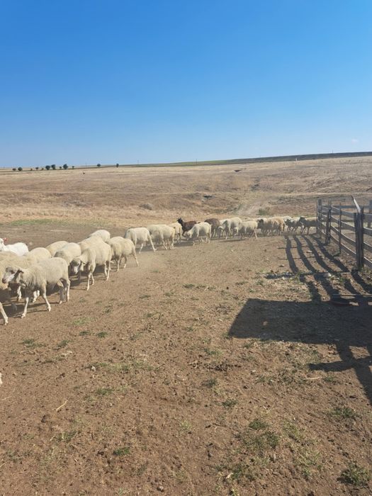 Am 90 de oi  gestante de vânzare din care 4 berbeci.