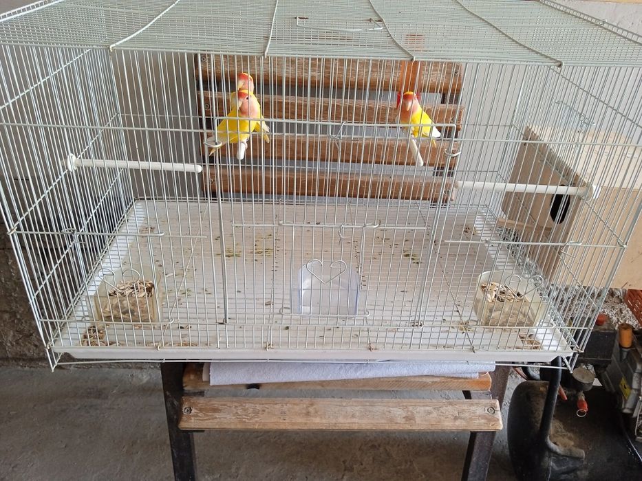 Попугай неразлучник ини билан сотилади