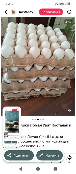Продам куры несушка