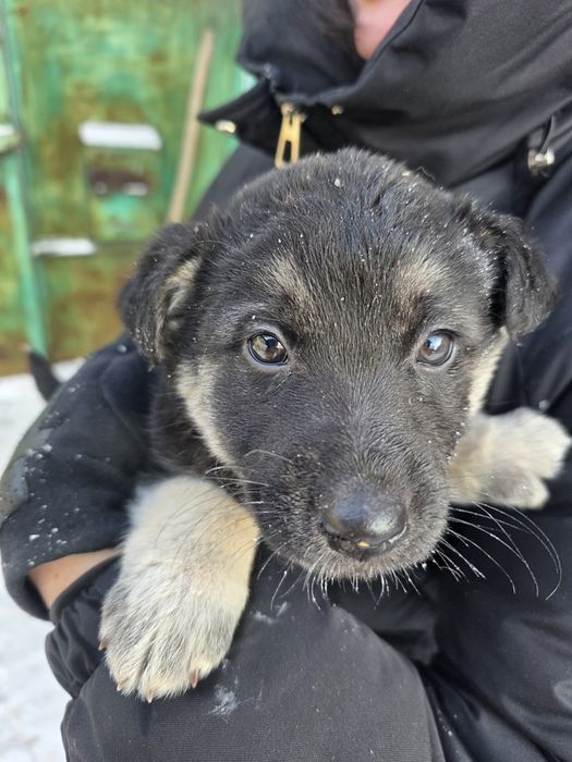 Щенки срочно ищут дом