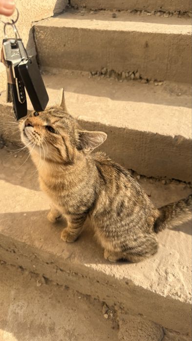 Котенок в добрые руки