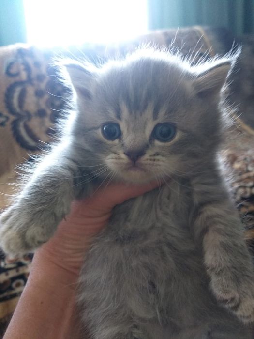 Шотландские малыши