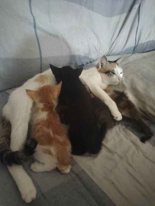 Раздаю котят в добрые руки