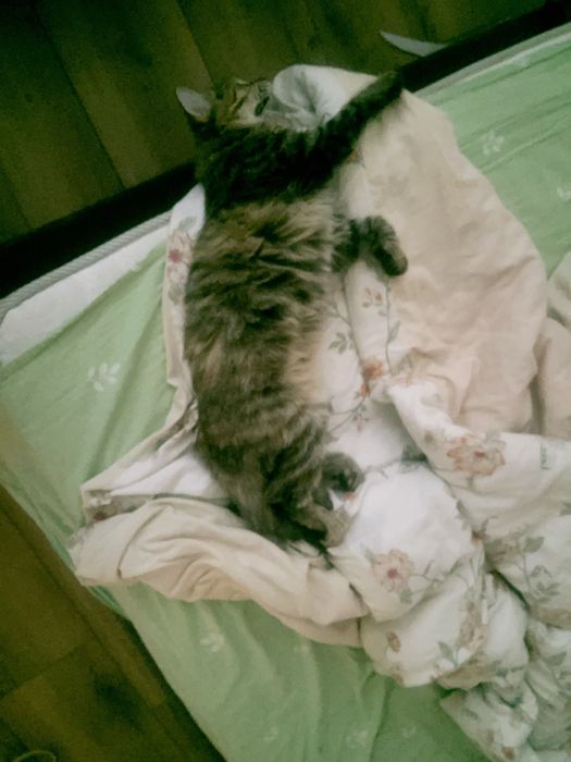 Отдам кошек-котят