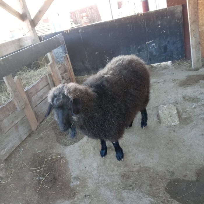 Ұрғаш ешкі сатамын .Тумаган ешкі.