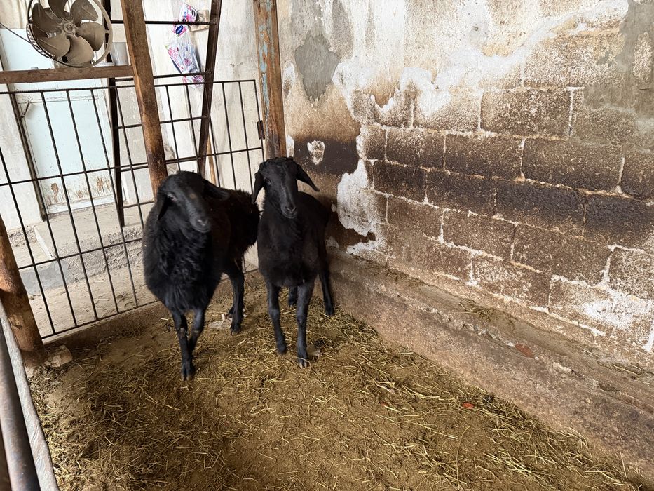 Кучкорлар сотилади сони 2 та