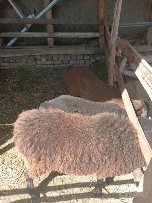 Казоки она бола куй сотилади