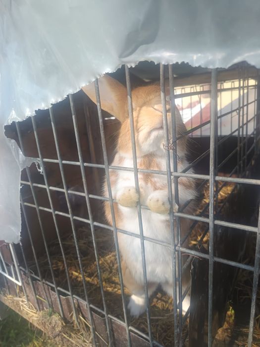 Vând iepuri Detalii in pv