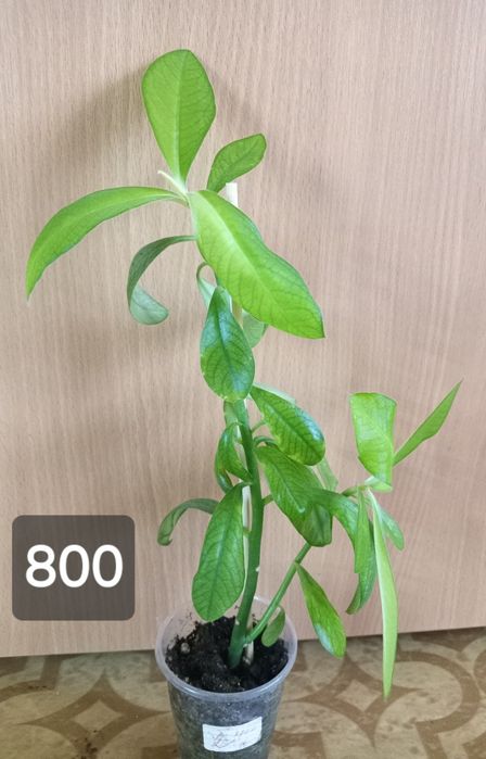 комнатные растения