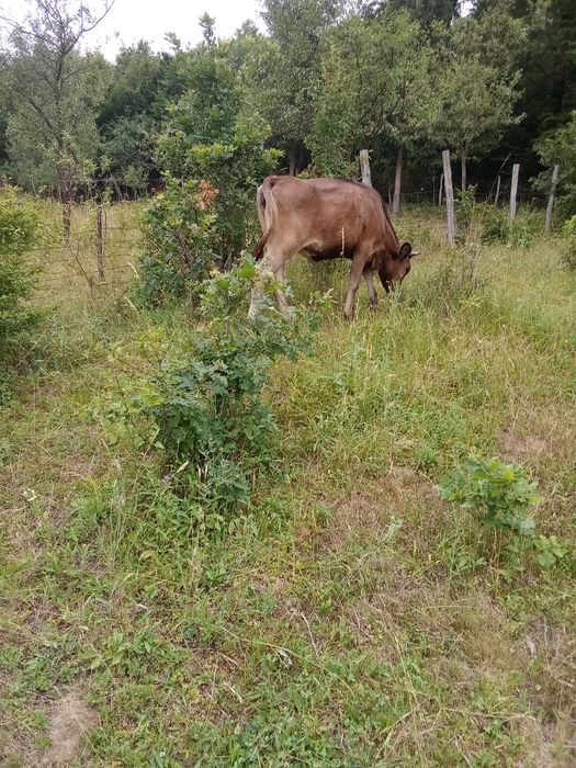 Vând vițea de aproximativ 1 an