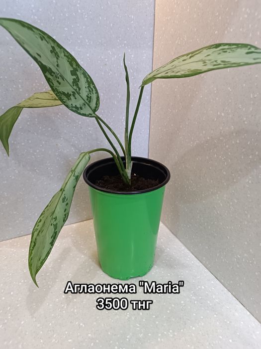 Продам комнатные цветы