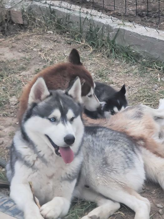 Девочка родилась 14февраля красотка с разными глазами читайте опесание