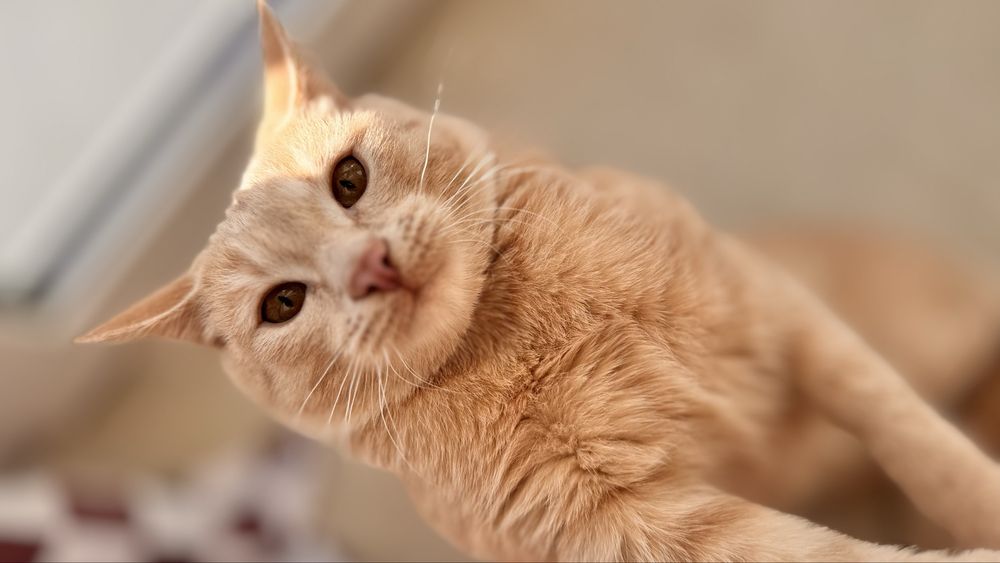 Игривый котёнок Лютик ищет дом