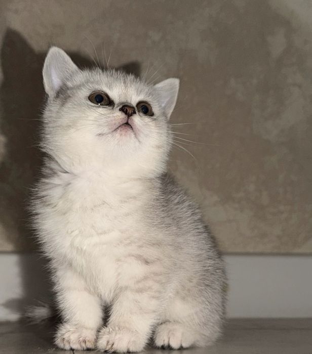 Продаются котята, серебристого окраса