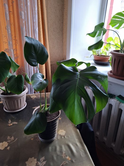 Продам или обменяю 2 монстеры