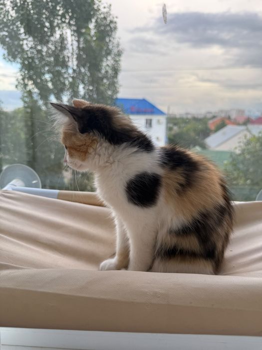 Отдаю в добрые руки
