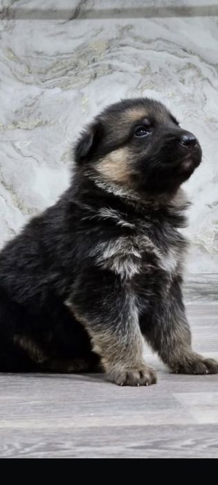 Отличные щенки немецкой овчарки